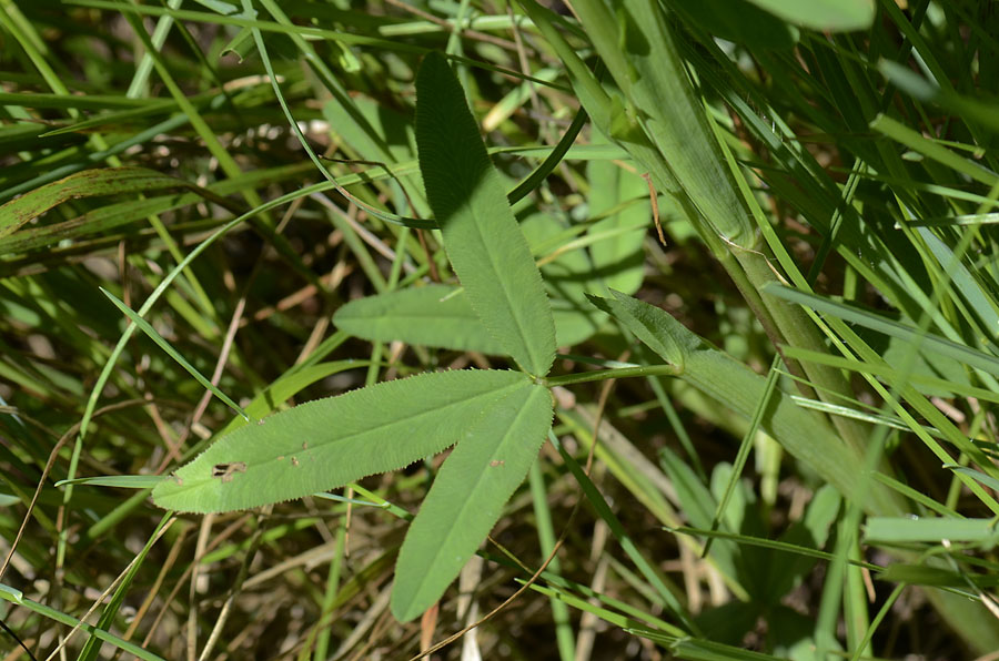 Trifolium rubens / Trifoglio rosseggiante